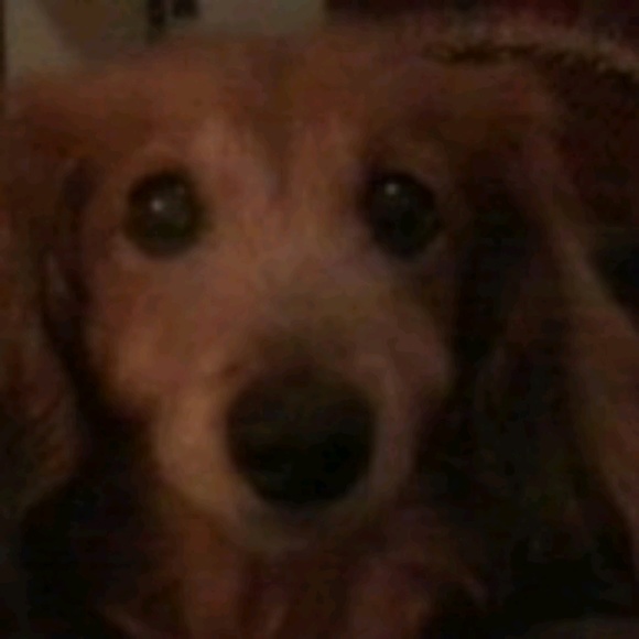 Meet your Posher, Sherry - Picture 1 of 1